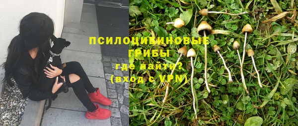 PSILOCYBIN Белокуриха